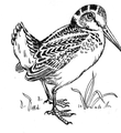 Woodcock (PSF).png