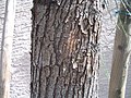 Bark