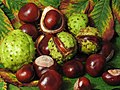 Did you know that Horse chestnuts are not true nuts, but rather capsules