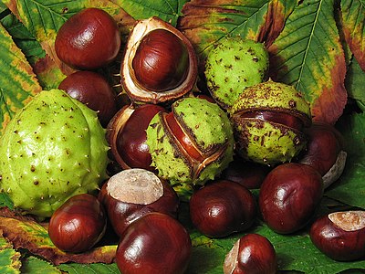 Common Horse-chestnut, by Andrew Dunn