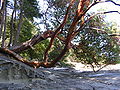 An arbutus tree in the Gulf Islands