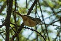 Banded Warbler