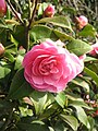 Camellia cultivar