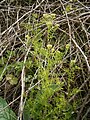 Cardamine impatiens