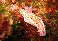 Ceratosoma amoenum