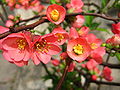 貼梗海棠 (Chaenomeles speciosa)