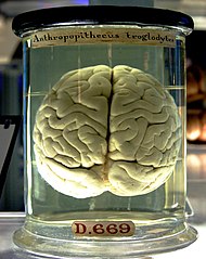 A chimp brain floating in a jar