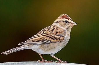 Chipping sparrow in Green-Wood Cemetery. By Barbara Schelkle.