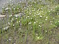 Eriophorum scheuchzeri