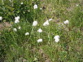 Eriophorum scheuchzeri