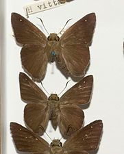 Museum specimen