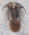 Kolihapeltis (Trilobite, Early Devonian)