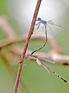 tandem pair