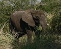 Savanna elephant (Loxodonta africana)