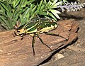 Magnificent Flower Beetle