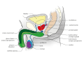 Sagittal view