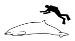 Pygmy beaked whale size