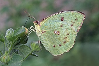 Ventral view (female)