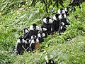 Black-and-white colobus monkeys (Simia polycomos)