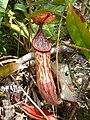 大猪笼草与新几内亚猪笼草的自然杂交种