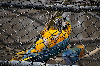 blue-and-gold macaw