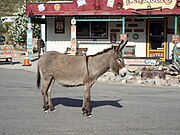 A Burro shares the street with cars
