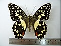 Papilio demoleus♂ (back)