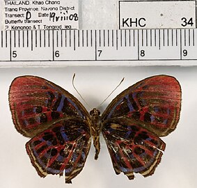 奥芬暗蚬蝶 Paralaxita orphna