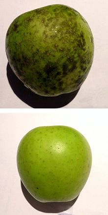 An apple afflicted by "Phyllachora pomigena" before and after cleaning