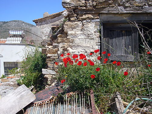 Photograph of red poppies and derelict house