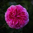 'Gertrude Jekyll'[14]