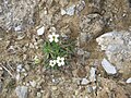 Saxifraga androsacea