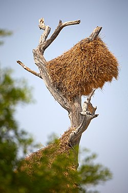 Social weaver (philetairus socius) colony's nest on a dead tree stump in Okaukuejo, Etosha National Park, Namibia