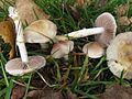 Stropharia inuncta