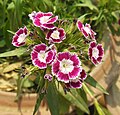 Pink sweet william with white halo