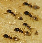 Tapinoma melanocephalum (Ghost ants)