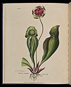 Wild Flowers of Nova Scotia: Sarracenia purpurea. Indian Cup (Plate IV), 1840, National Gallery of Canada