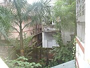 印度加尔各答的王棕小树，约三岁，相叠的叶鞘清楚可见