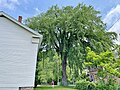 American elm tree located in Charlemont, Massachusetts (June 2023)