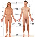 Human body features displayed on bodies on which body hair and male facial hair has been removed