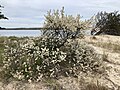 A Beach Plum on the eastern end of Long Island.