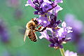 Western honey bee