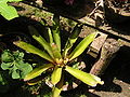 Bromeliad12