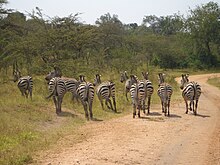 Bwindi Impenetrable National Park