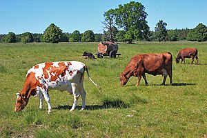 Three white and brown cows grazing in field