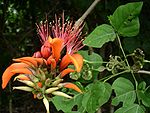 Indian Coral Tree (Mandara in Sanskrit, Hindi and Bengali, Mandaram in Malayalam, Kalyana Murungai கல்யாண முருங்கை in Tamil, Pangara-पांगारा in Marathi) -- Erythrina indica or variegata