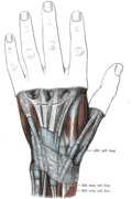 The mucous sheaths of the tendons on the back of the wrist. (Extensor pollicis longus visible at center right.)