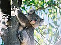 I woke-up this Koala in South Australia on Kangaroo Island.