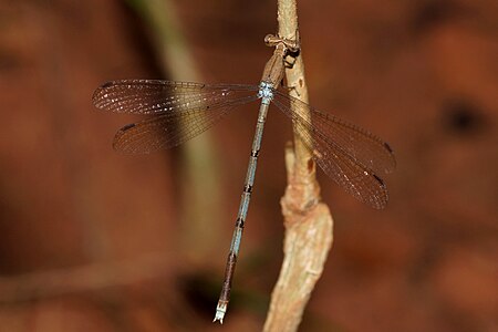 Lestes nodalis female