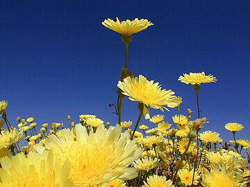 Pinto Valley, Joshua Tree National Park, California